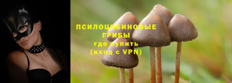 мориарти клад  закладки  Дятьково  Псилоцибиновые грибы MAGIC MUSHROOMS 